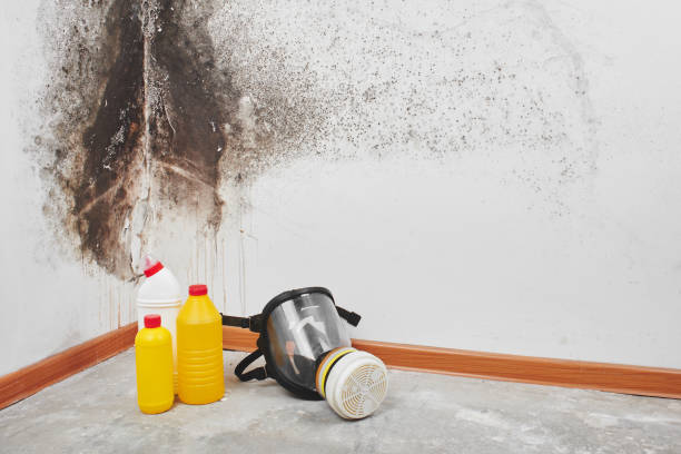 Best Residential Mold Removal  in Gerdine, AL