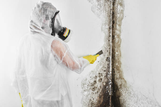 Home Mold Removal in Geraldine, AL