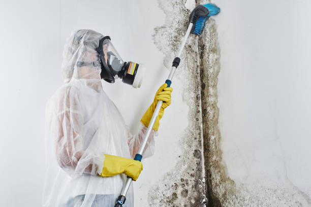 Best Mold Cleaning Services  in Gerdine, AL