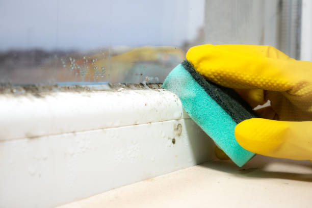 Best Mold Inspection  in Gerdine, AL