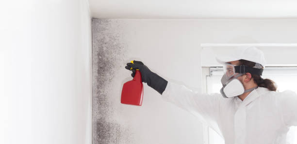 Certified Mold Removal in Geraldine, AL