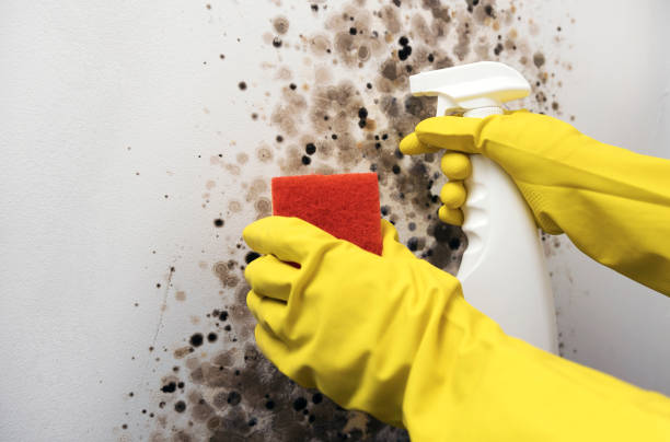 Best Commercial Mold Removal  in Gerdine, AL