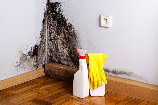 Best Mold Remediation Services  in Gerdine, AL