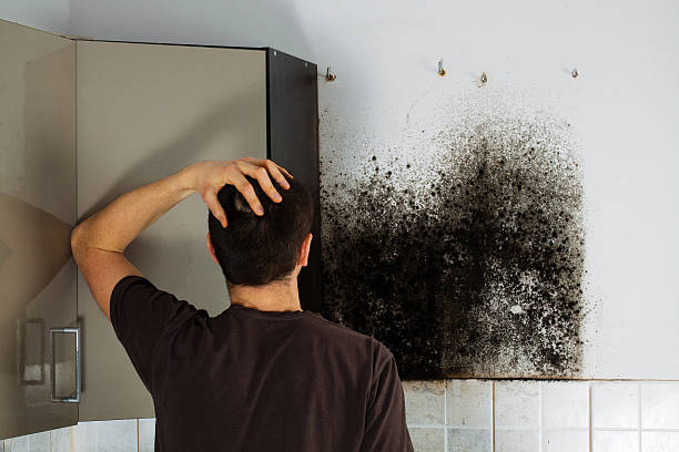 Best Mold Remediation Experts  in Gerdine, AL