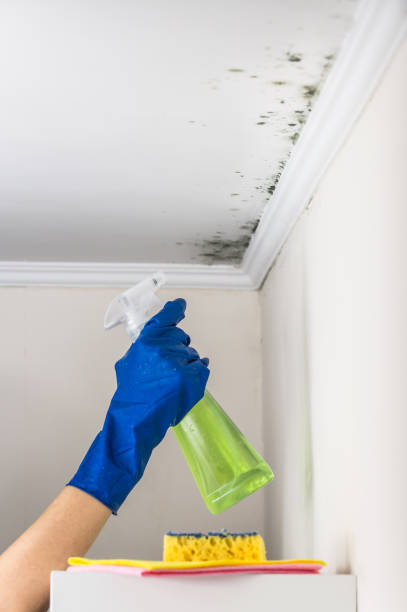 Best Mold Remediation  in Gerdine, AL