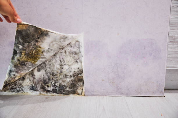 Office Mold Removal Services in Geraldine, AL